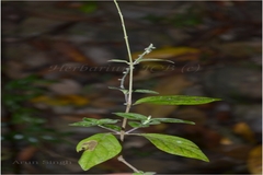 Celosia polygonoides